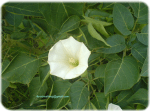 Flower in a park at Delhi