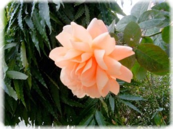 Flower in the God given house.