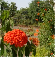 Flowers in Angel School-Vyara, Gujrat, India.