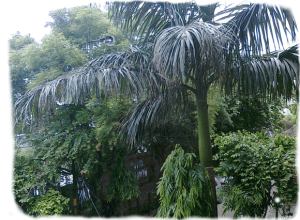 Green in front of my GOD given house.