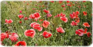 Flowers at Sardana, UP-India