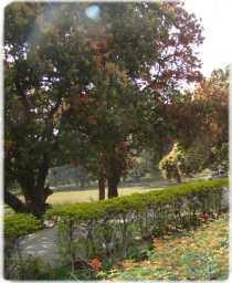 Mango-grove, Sardana, UP-India