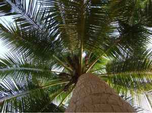 Coconut Tree at Tanjore-India