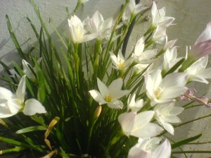 Flowers in God Given House Flowers in God Given House