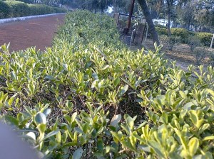 Hedges in my favourite Park, Dwarka-Delhi, India