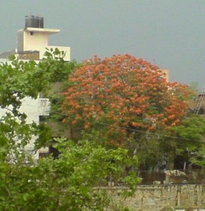 DelhiFromTheWindowOfMyGGHouse