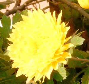 Rose Garden @ New Delhi, India