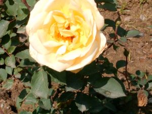 National Rose Garden Society-New Delhi
