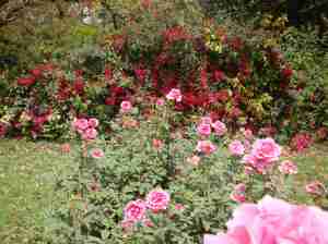 Jealous of bougainvillea - National Rose Garden Society-00-New Delhi