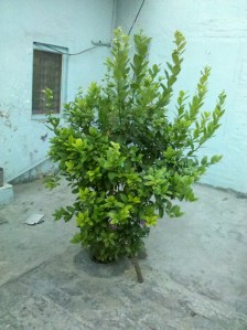 Lemon tree at the backyard of an house-Hapu, UP, India