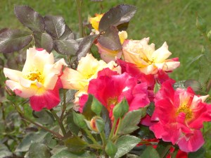 Rose Garden2013, New Delhi, India