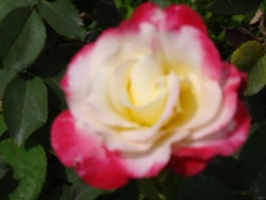 RoseGarden@Daughters