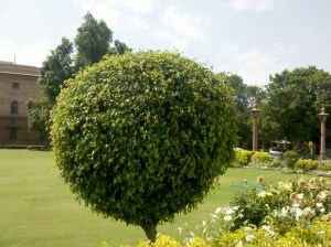 WP-Nature-In front of the President House, India