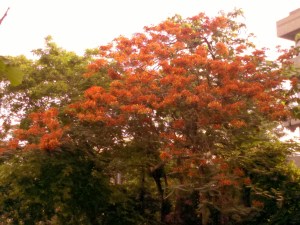 SummerFlowersDelhi-2013