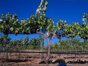 800px-Grenache_vine