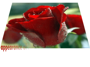 Courtesy : Roses from "Ioana" - Romania Courtesy : Roses from "Ioana" - Romania