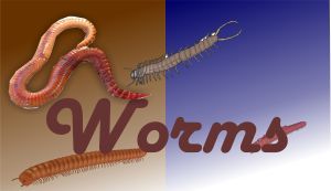 Worms