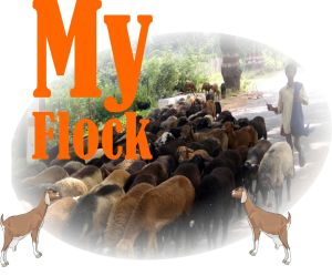 Picture Courtesy: http://en.wikipedia.org/wiki/Herd#mediaviewer/File:Sheep_and_herder_India.jpg