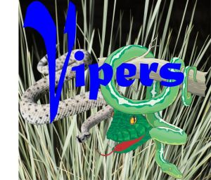 Vipers