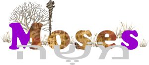 Moses objects from Wikipedia & Commons