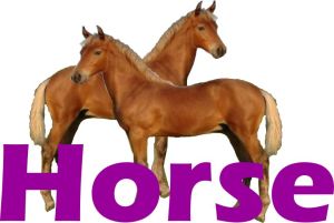 Background courtesy : https://en.wikipedia.org/wiki/Morgan_horse#/media/File:SilverMorgan.jpg