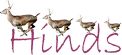 Hinds