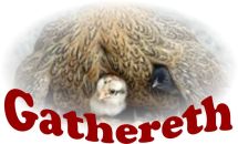 Gathereth