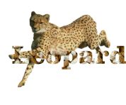 leopard