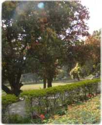 Mango-grove, Sardana, UP-India