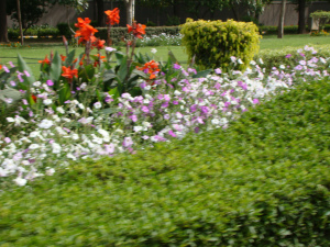 Delhi-Shantipath-Road side flowers Delhi-Shantipath-Road side flowers