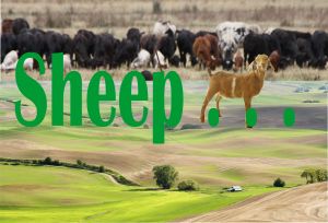 sheep2