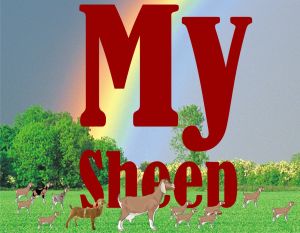 MySheep2