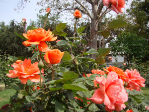 RoseGarden, New Delhi
