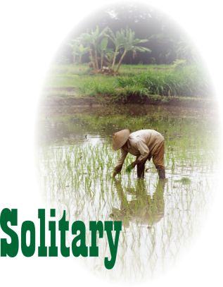 Solitary