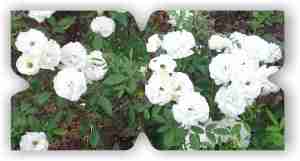 WP-WhiteRoseAdoptionA