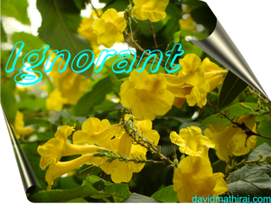 ignorant