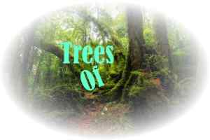 TreesOf