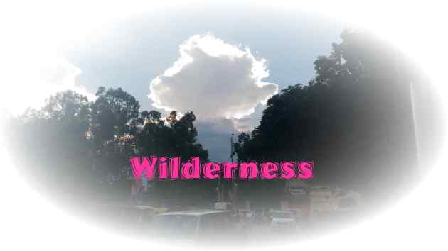 Wilderness